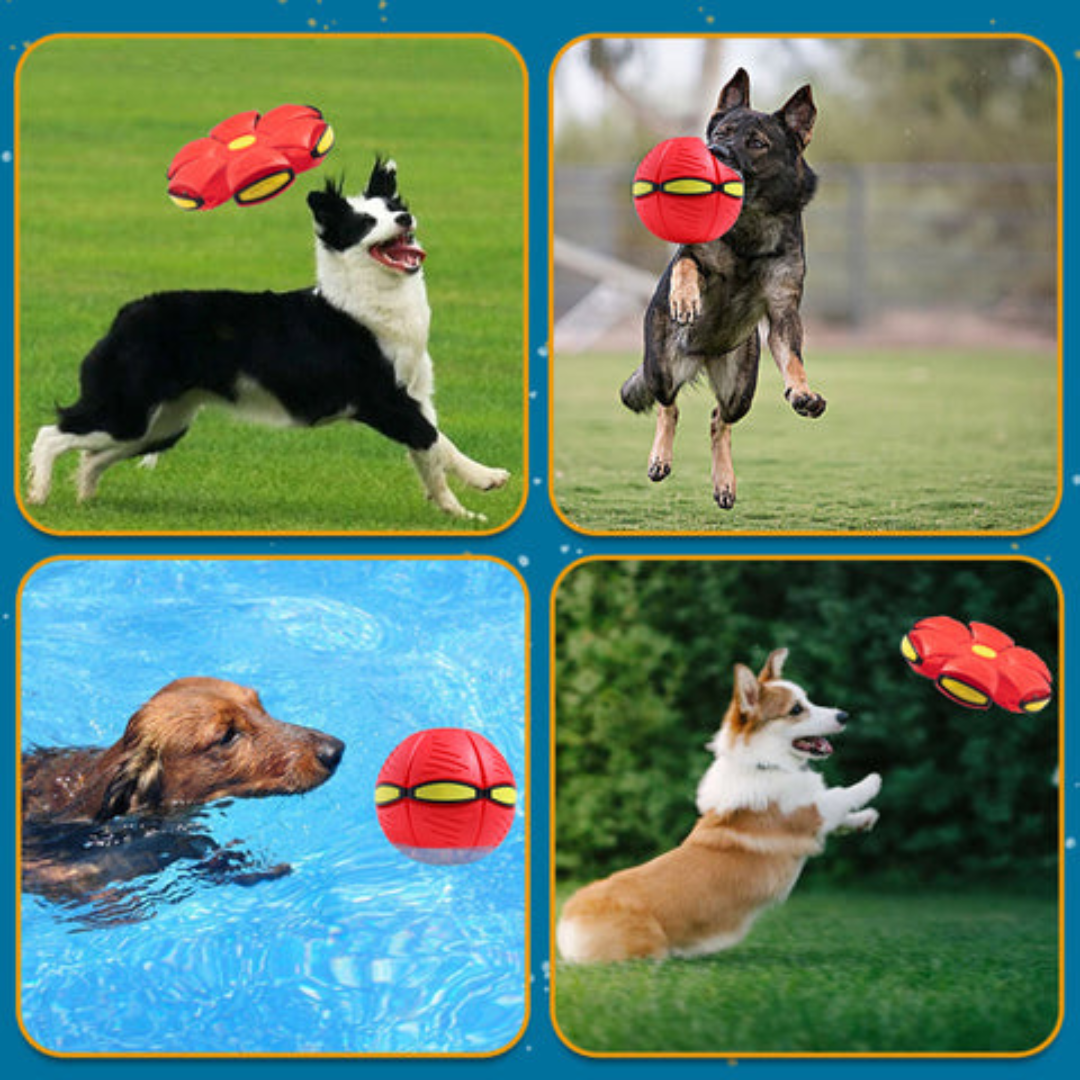DiscDog® Pelota de Platillo Volador🐶